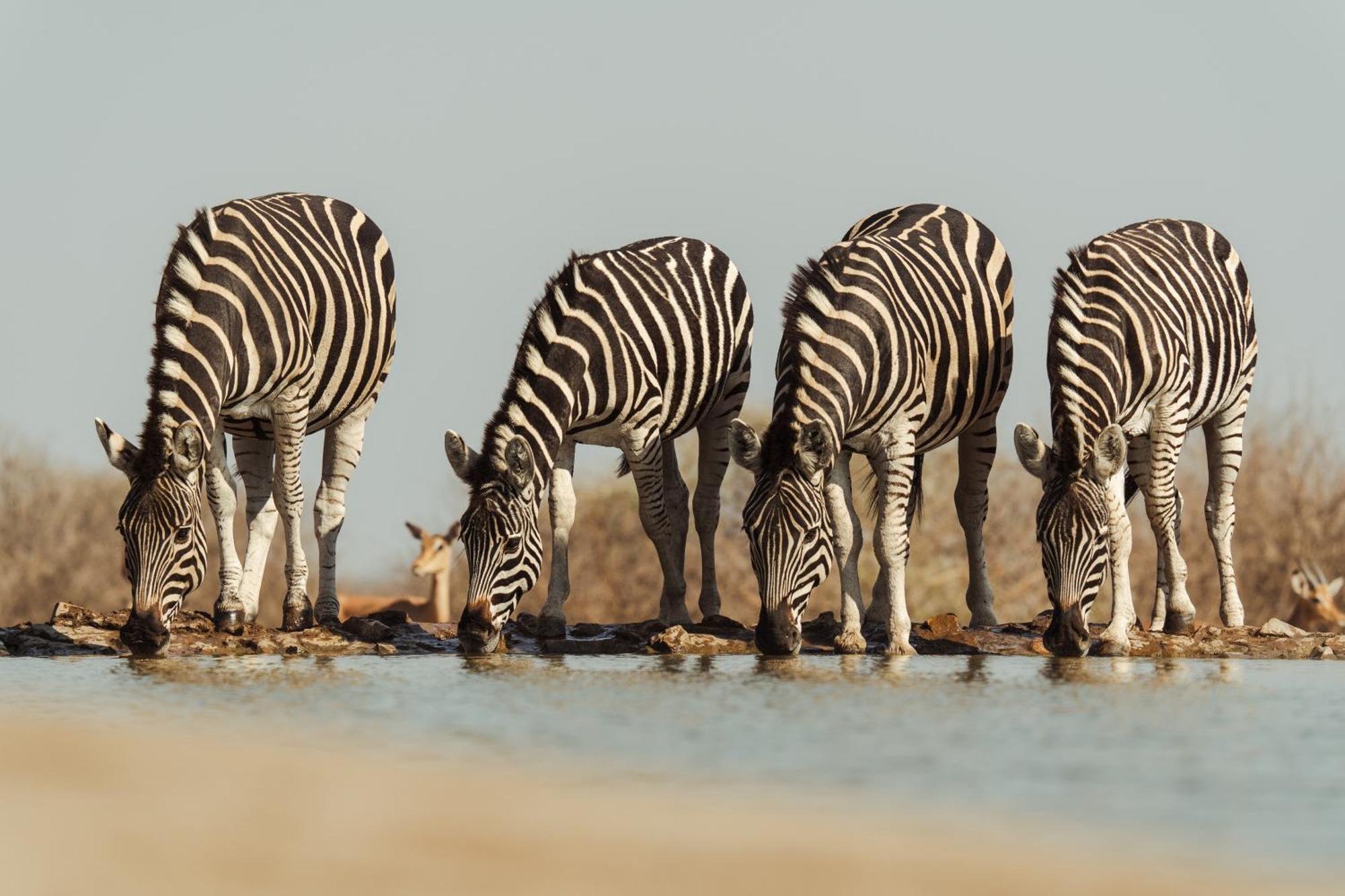 Last Word Madikwe Madikwe Game Reserve Ngoại thất bức ảnh
