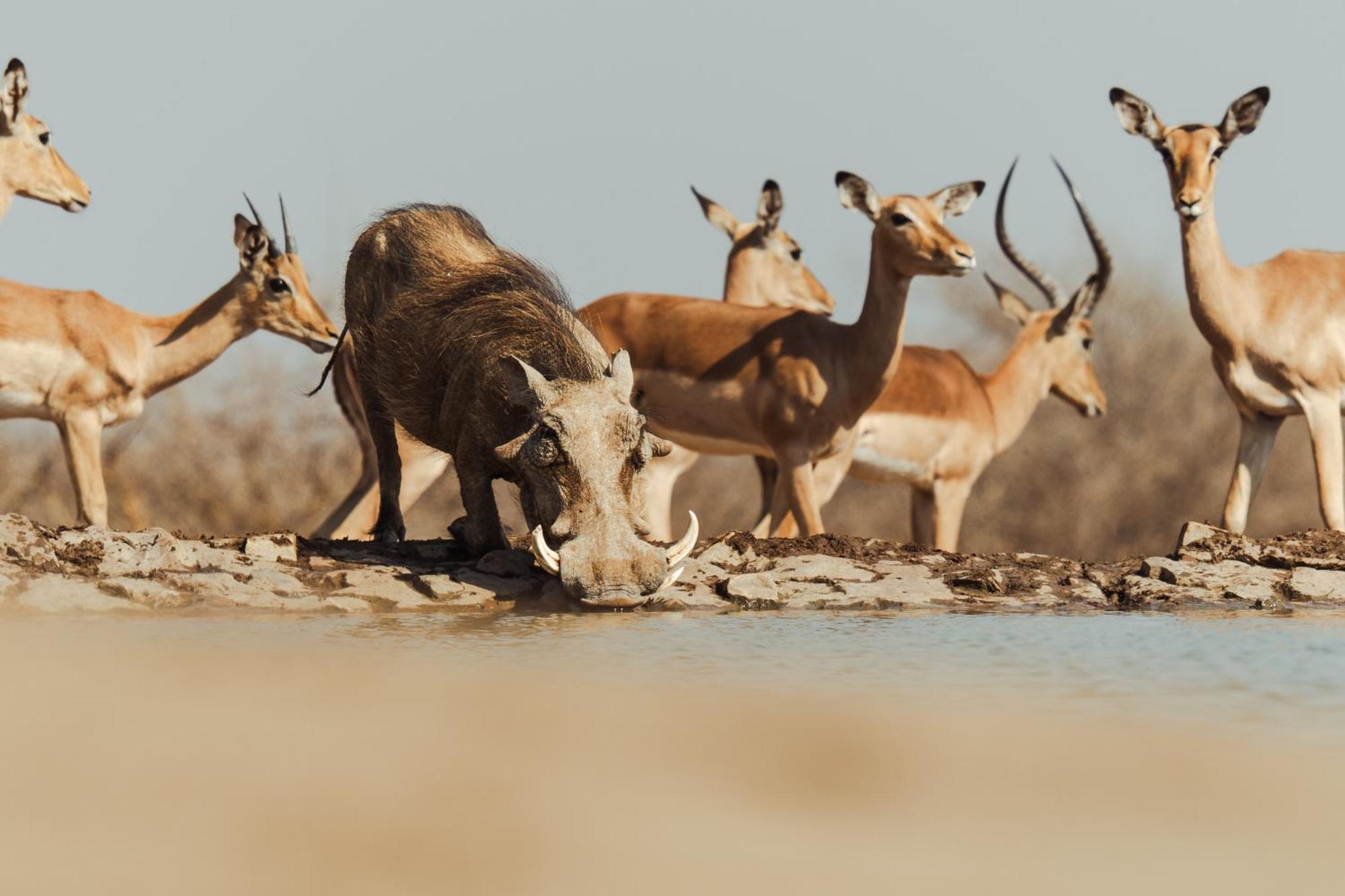 Last Word Madikwe Madikwe Game Reserve Ngoại thất bức ảnh