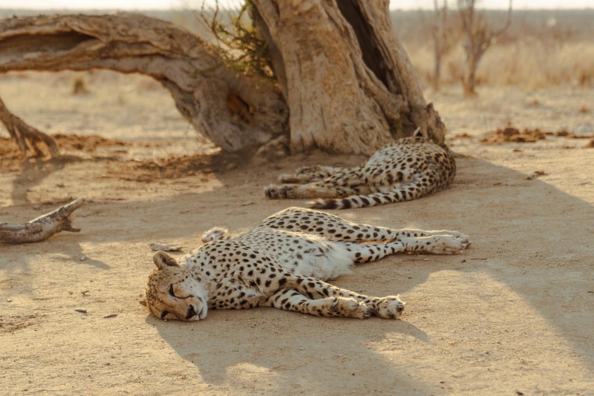 Last Word Madikwe Madikwe Game Reserve Ngoại thất bức ảnh
