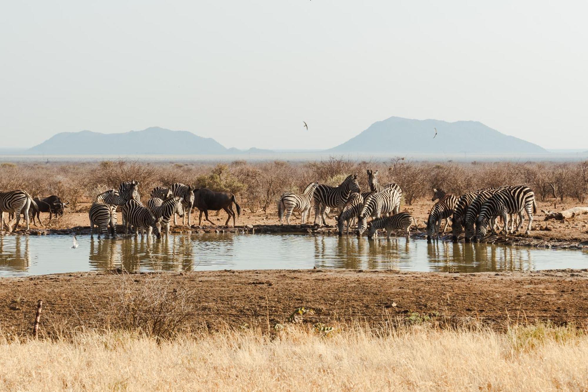 Last Word Madikwe Madikwe Game Reserve Ngoại thất bức ảnh