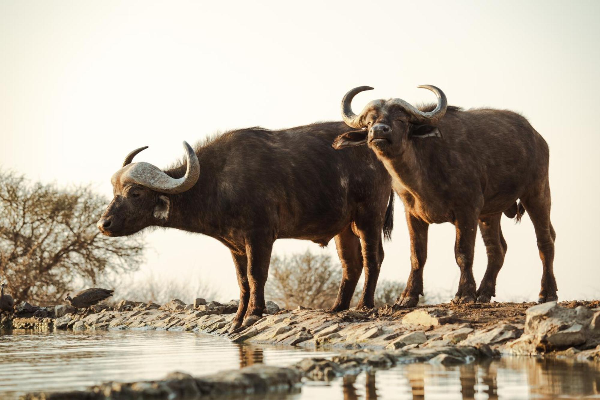 Last Word Madikwe Madikwe Game Reserve Ngoại thất bức ảnh