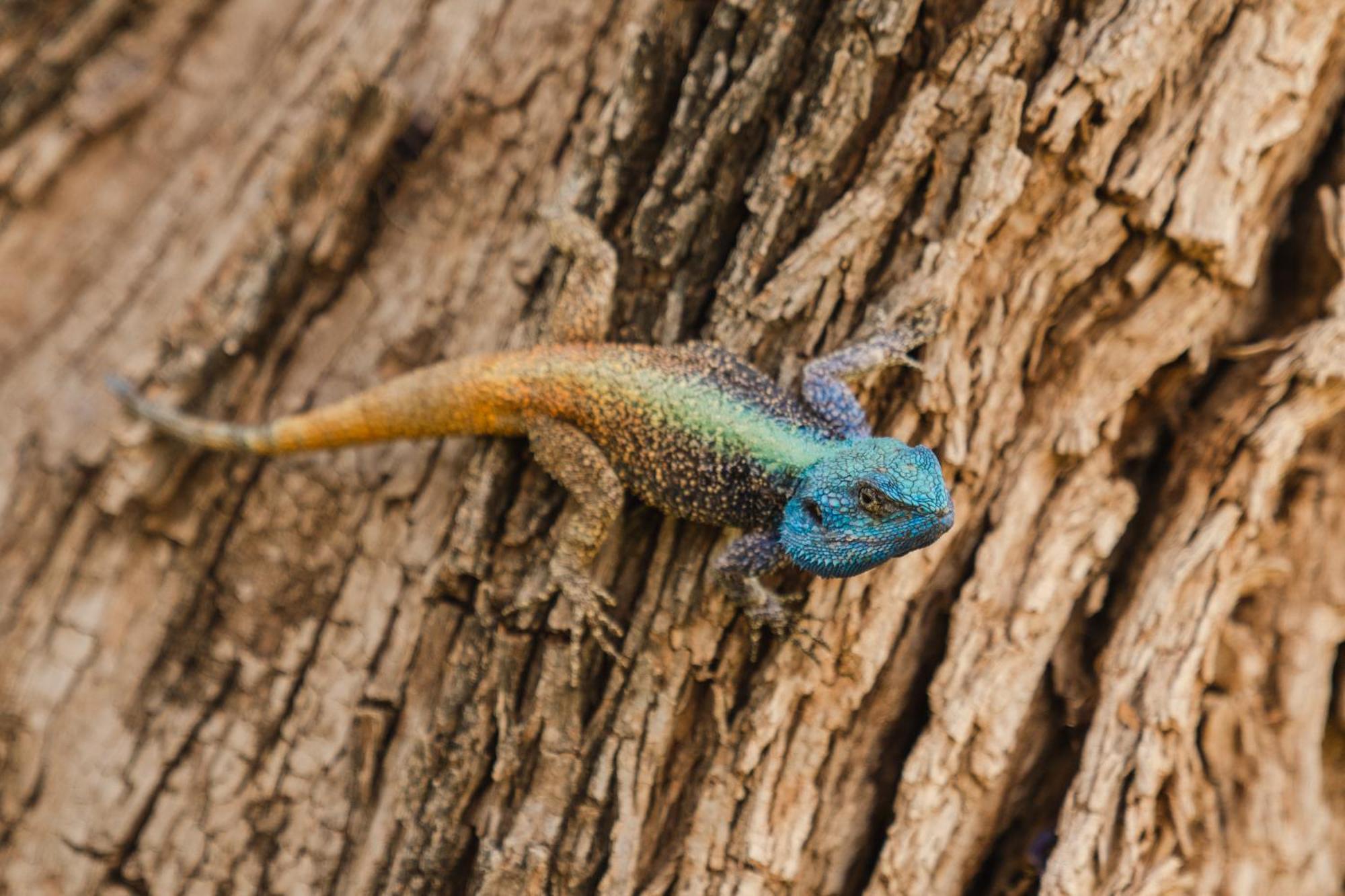Last Word Madikwe Madikwe Game Reserve Ngoại thất bức ảnh