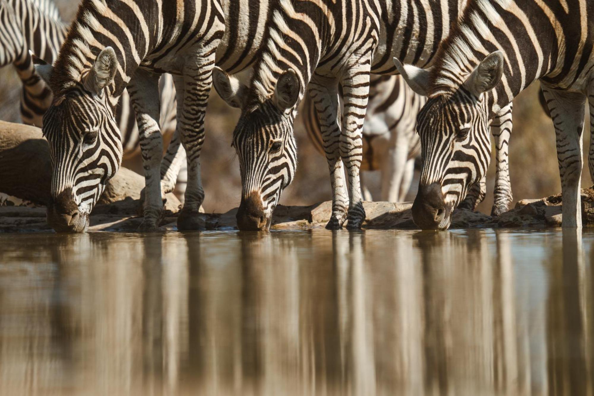 Last Word Madikwe Madikwe Game Reserve Ngoại thất bức ảnh