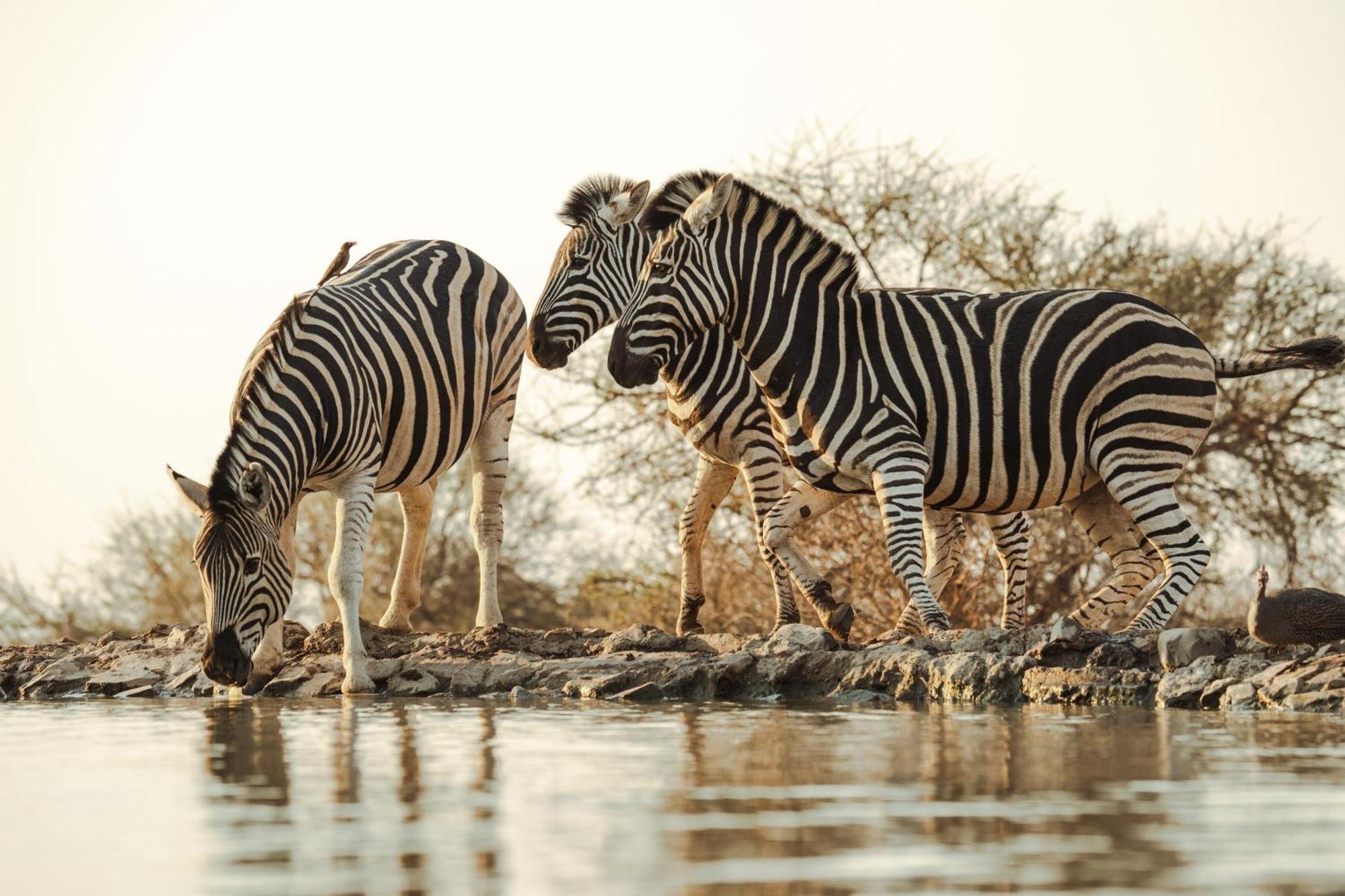 Last Word Madikwe Madikwe Game Reserve Ngoại thất bức ảnh