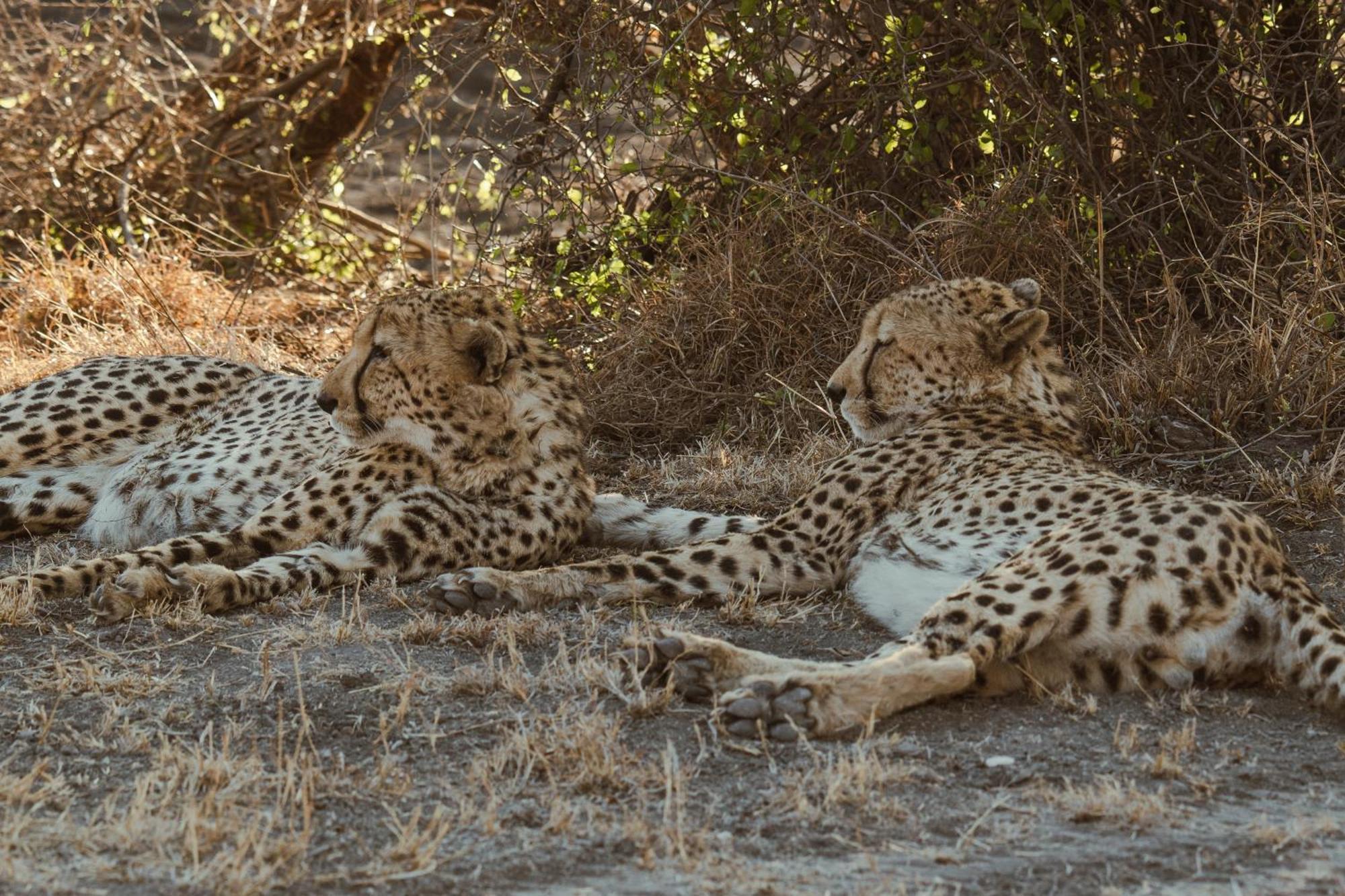 Last Word Madikwe Madikwe Game Reserve Ngoại thất bức ảnh